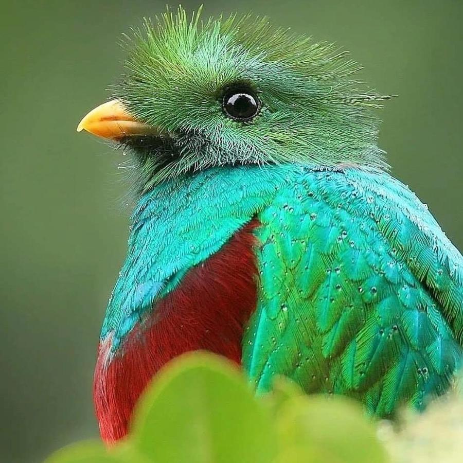 Cabinas El Quetzal * San Gerardo de Dota