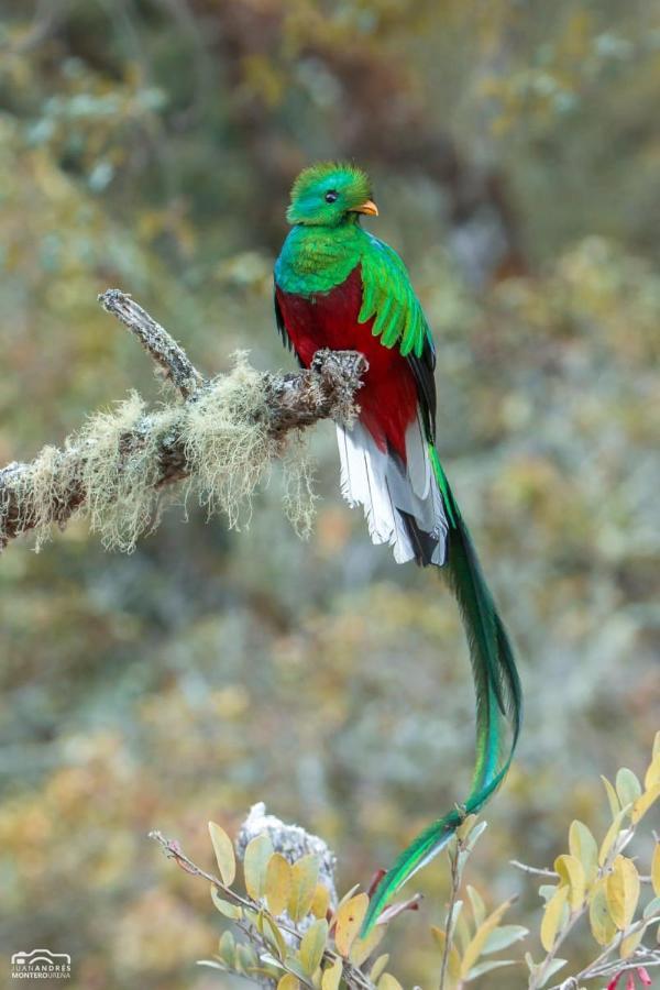 Cabinas El Quetzal * San Gerardo de Dota
