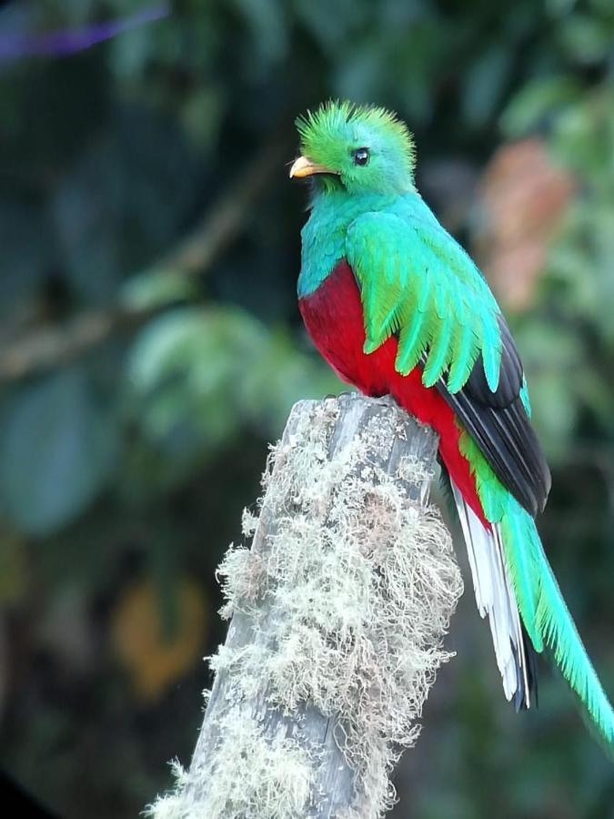 Cabinas El Quetzal *